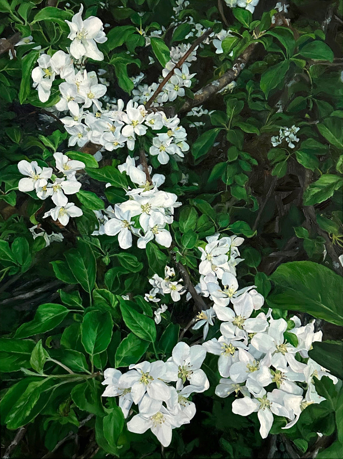 Apple Blossoms