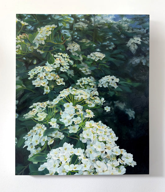 Bridal Wreath